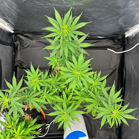 Moby Dick growlog timeline photo