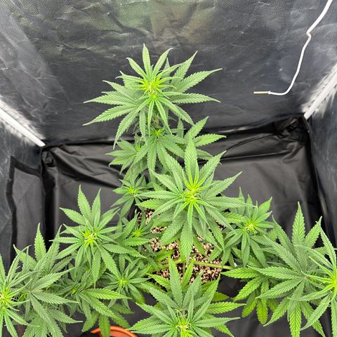Moby Dick growlog timeline photo
