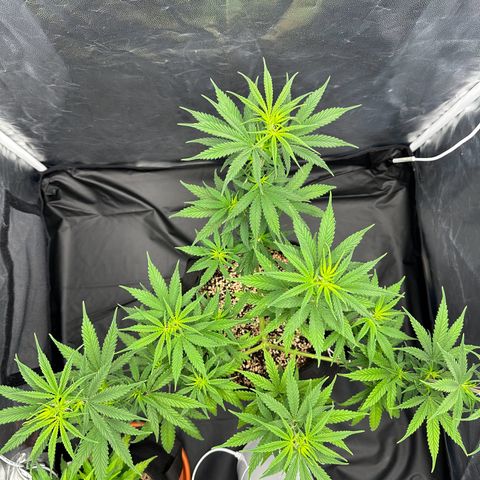 Moby Dick growlog timeline photo