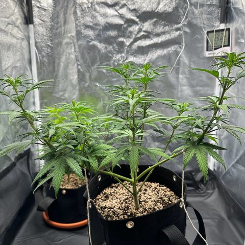 Moby Dick growlog timeline photo