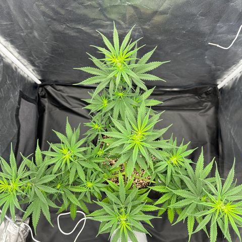 Moby Dick growlog timeline photo