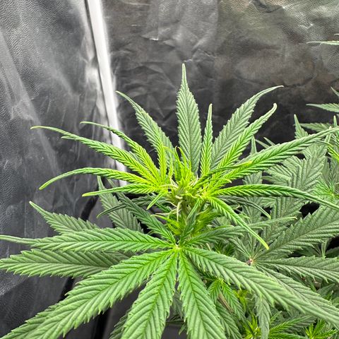 Moby Dick growlog timeline photo