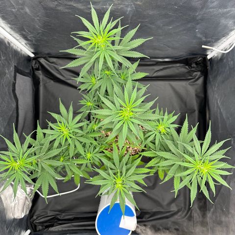 Moby Dick growlog timeline photo