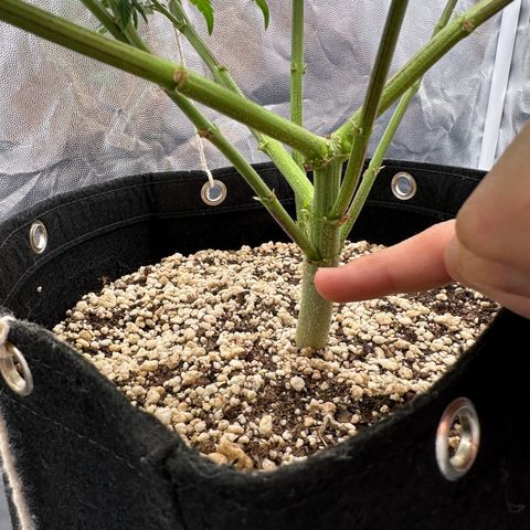 Moby Dick growlog timeline photo