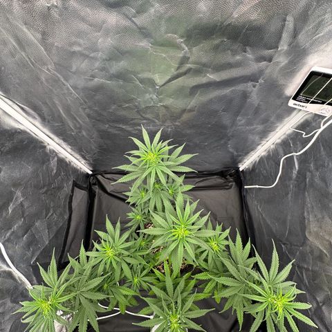 Moby Dick growlog timeline photo