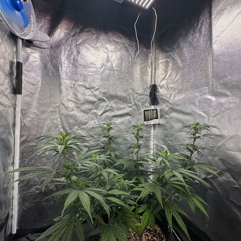 Moby Dick growlog timeline photo