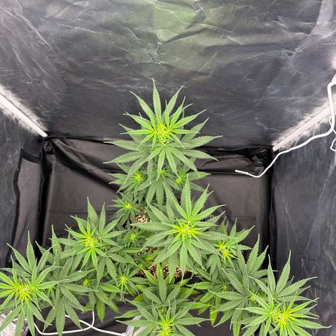 Moby Dick growlog timeline photo