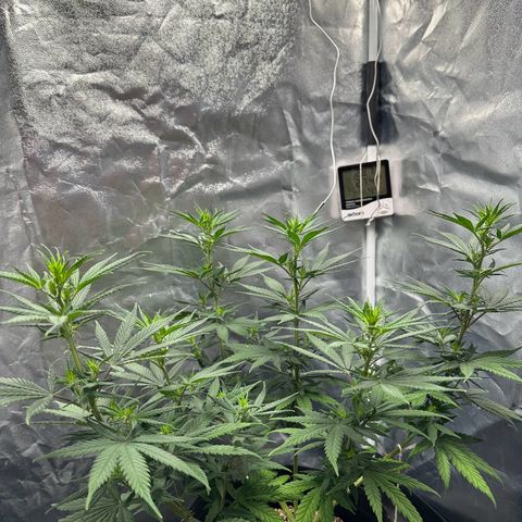 Moby Dick growlog timeline photo