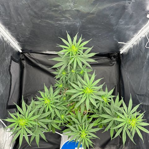 Moby Dick growlog timeline photo