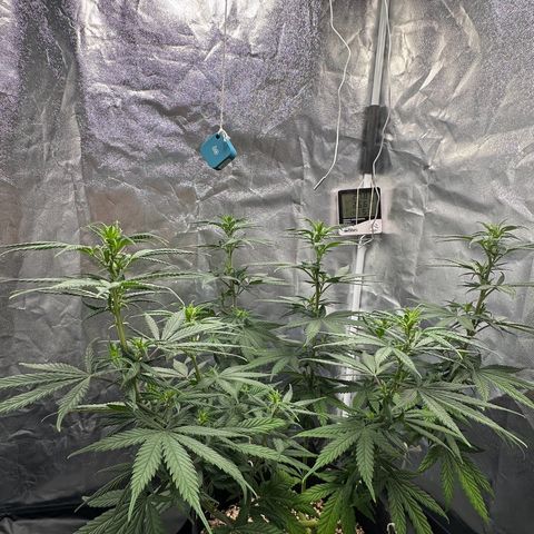 Moby Dick growlog timeline photo