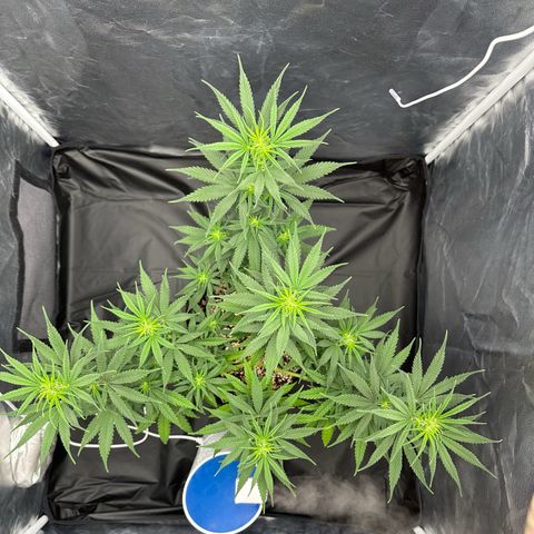 Moby Dick growlog timeline photo