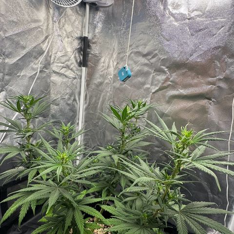 Moby Dick growlog timeline photo