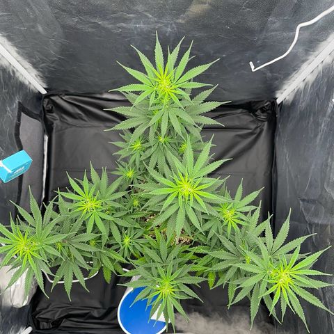 Moby Dick growlog timeline photo