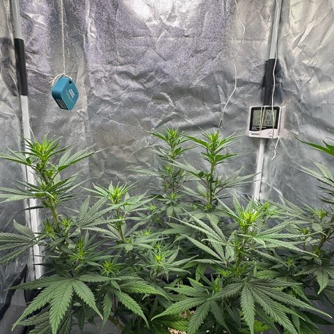 Moby Dick growlog timeline photo