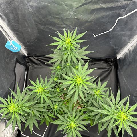 Moby Dick growlog timeline photo