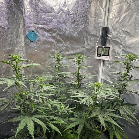 Moby Dick growlog timeline photo