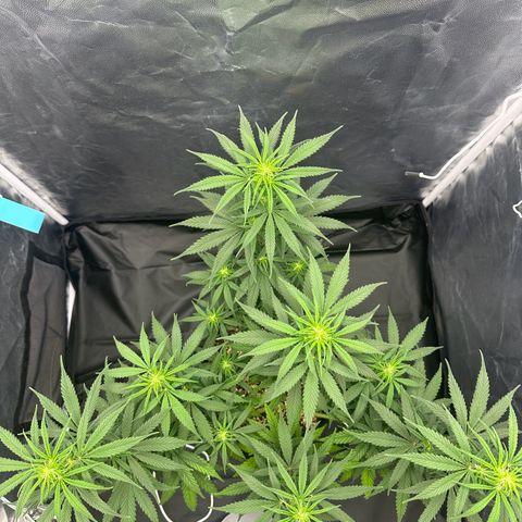 Moby Dick growlog timeline photo