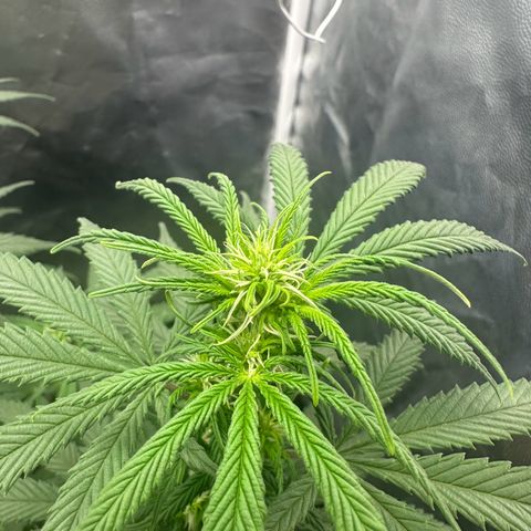 Moby Dick growlog timeline photo