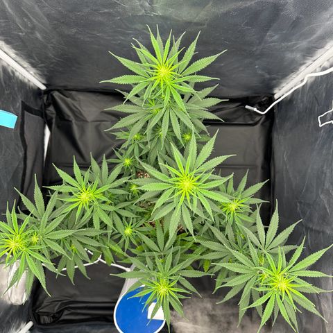 Moby Dick growlog timeline photo