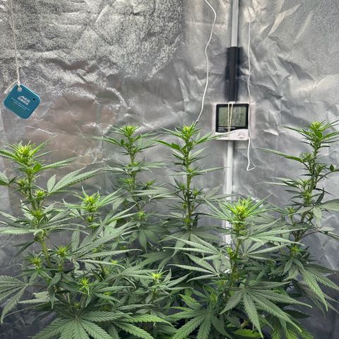 Moby Dick growlog timeline photo