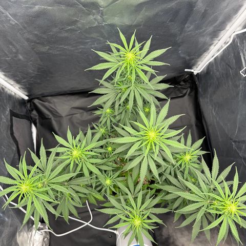 Moby Dick growlog timeline photo