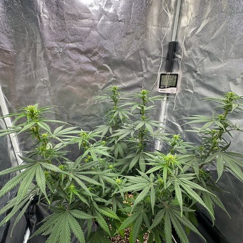 Moby Dick growlog timeline photo