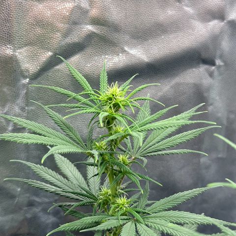 Moby Dick growlog timeline photo