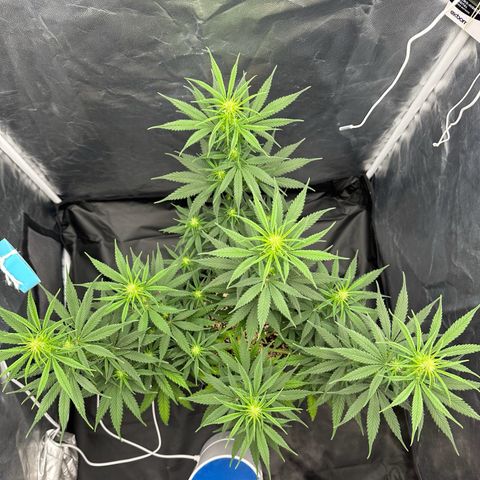 Moby Dick growlog timeline photo