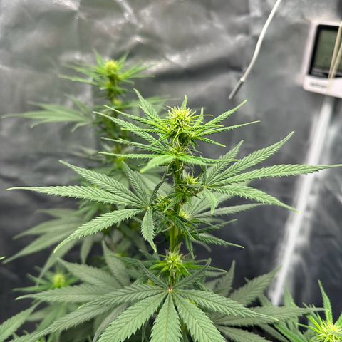 Moby Dick growlog timeline photo