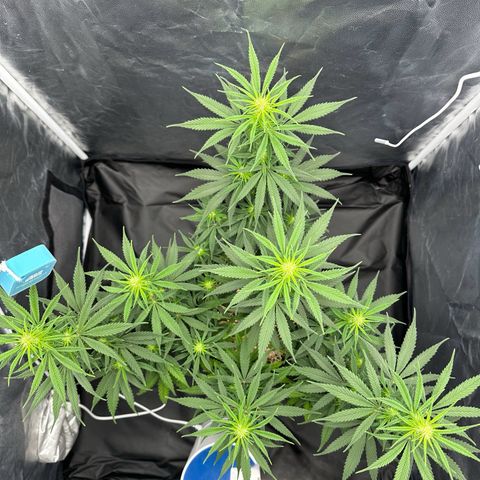 Moby Dick growlog timeline photo