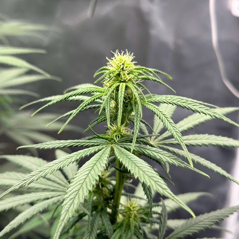 Moby Dick growlog timeline photo