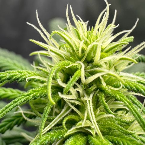 Moby Dick growlog timeline photo