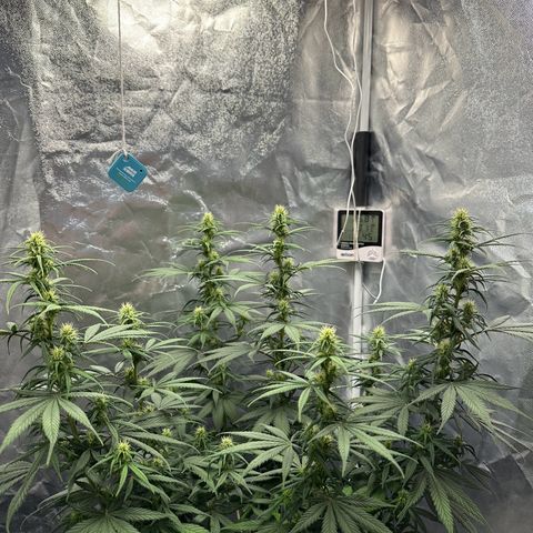 Moby Dick growlog timeline photo