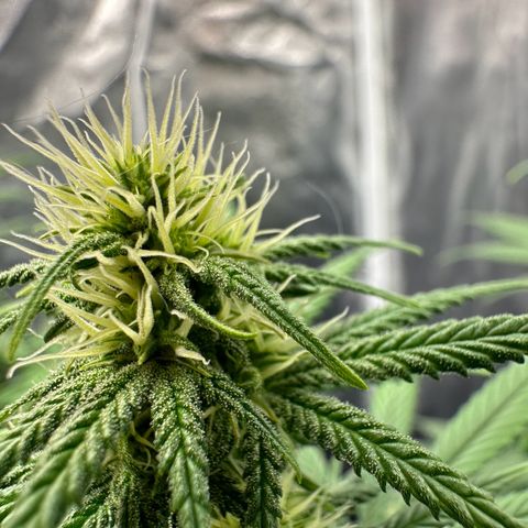 Moby Dick growlog timeline photo