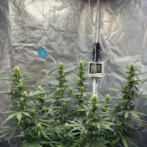 Moby Dick growlog timeline photo