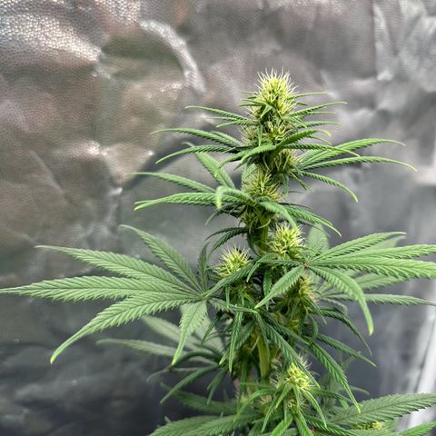 Moby Dick growlog timeline photo