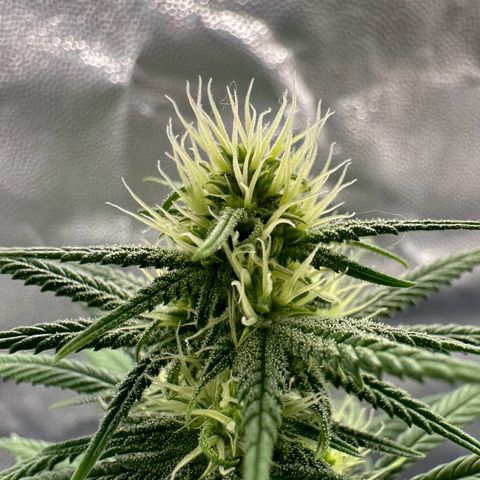 Moby Dick growlog timeline photo
