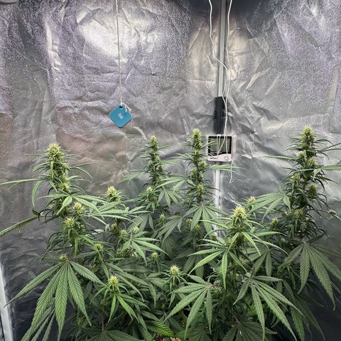 Moby Dick growlog timeline photo