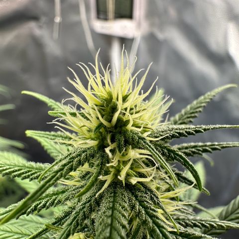 Moby Dick growlog timeline photo