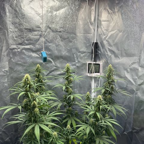 Moby Dick growlog timeline photo