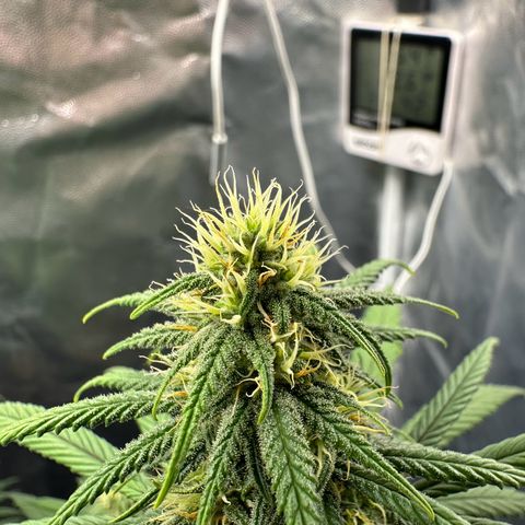Moby Dick growlog timeline photo