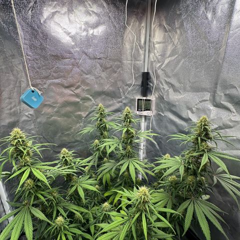 Moby Dick growlog timeline photo