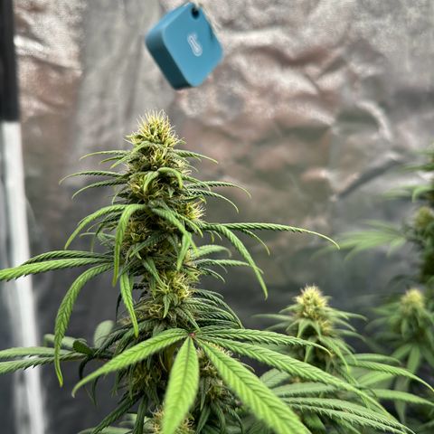 Moby Dick growlog timeline photo