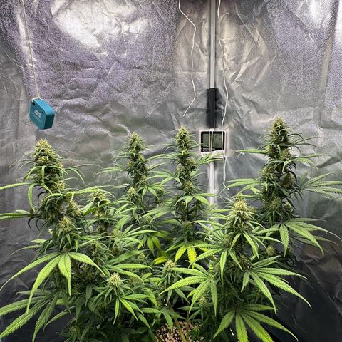 Moby Dick growlog timeline photo