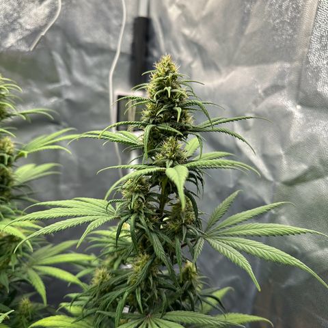 Moby Dick growlog timeline photo