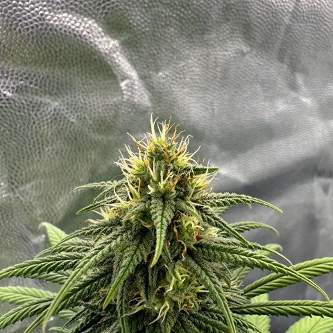 Moby Dick growlog timeline photo
