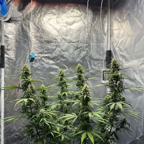 Moby Dick growlog timeline photo