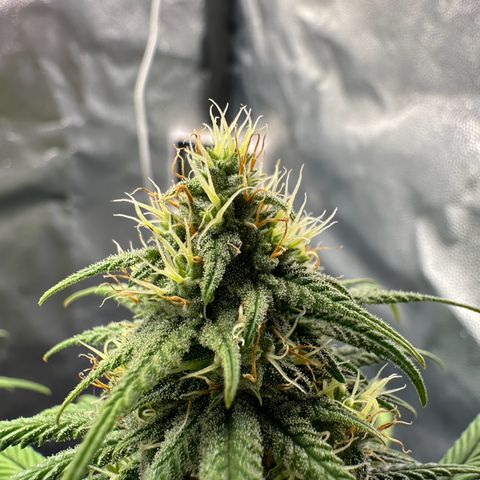 Moby Dick growlog timeline photo