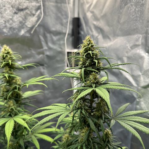 Moby Dick growlog timeline photo