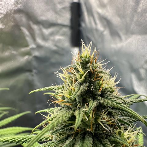 Moby Dick growlog timeline photo